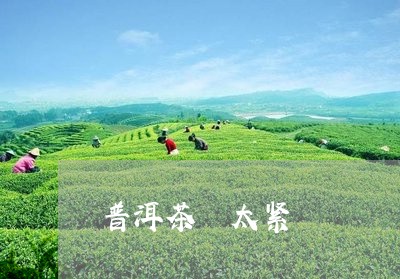 普洱茶 太紧/2023042828834